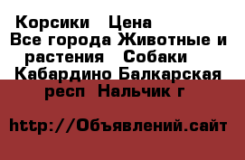 Корсики › Цена ­ 15 000 - Все города Животные и растения » Собаки   . Кабардино-Балкарская респ.,Нальчик г.